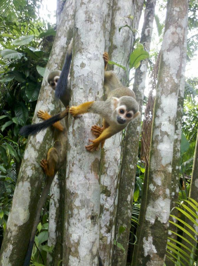 Parque Dos Igarapes Villa Belém Eksteriør billede